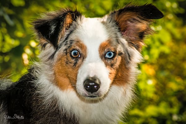 MINIATURE AMERICAN SHEPHERD