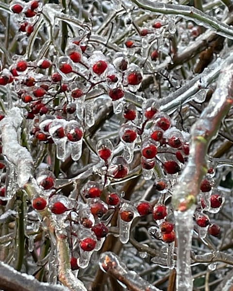 Frozen Fantasy Art | Jacob’s Hollow Studio