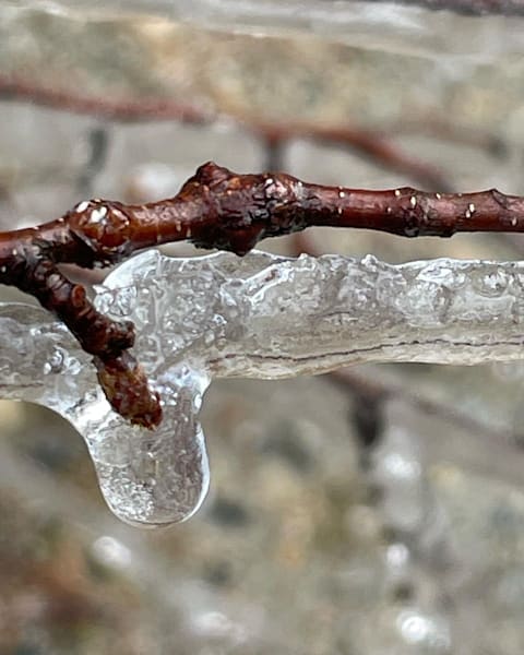 Frozen Branch Art | Jacob’s Hollow Studio