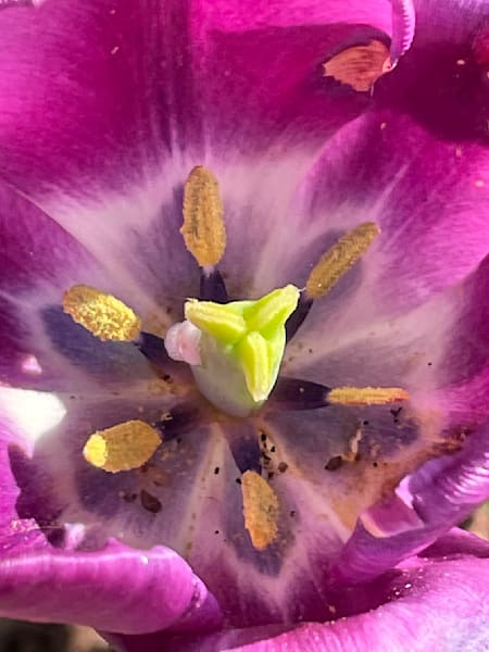 Being Bold Art | Jacob’s Hollow Studio