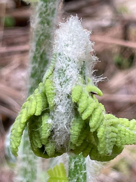 Beginning Art | Jacob’s Hollow Studio