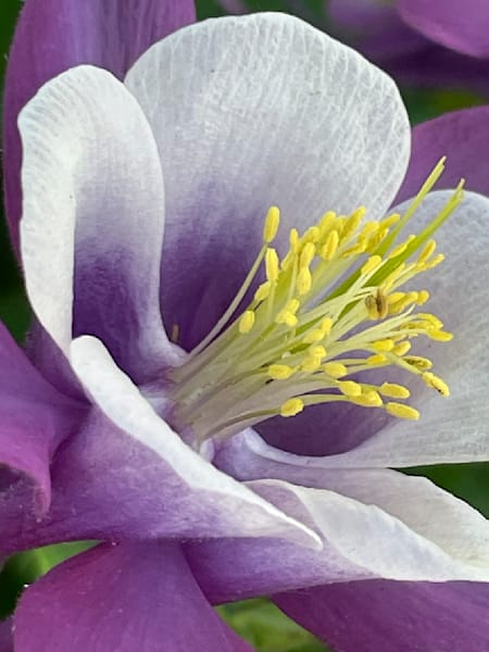 Glory Art | Jacob’s Hollow Studio