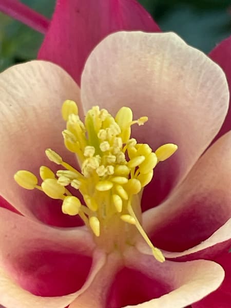 Healing Joy Art | Jacob’s Hollow Studio