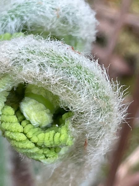 Swirls Art | Jacob’s Hollow Studio