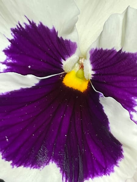 Purple And Bold Art | Jacob’s Hollow Studio