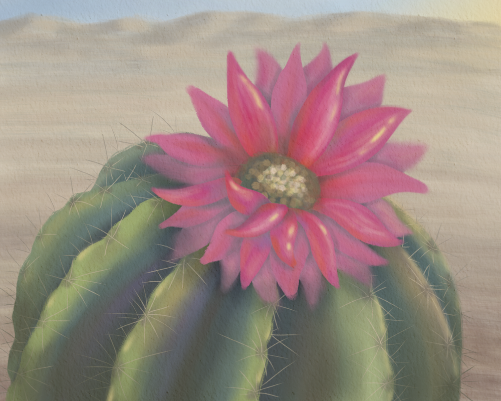 Brief Flame – Hedgehog Cactus Bloom Desert Wall Art | Southwest Botanical Art