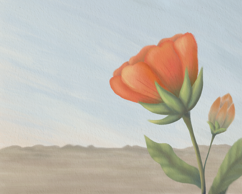 At Noon – Globe Mallow Desert Wall Art | Minimalist Southwest Wildflower Art