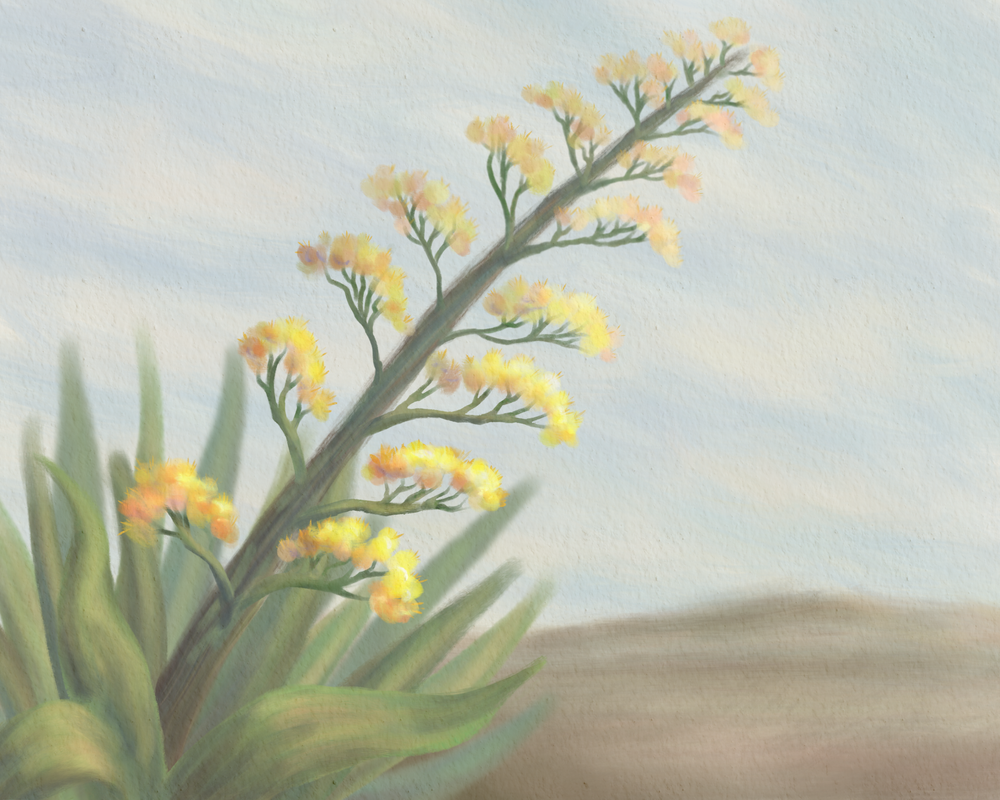 Agave Bloom Desert Wall Art | Contemporary Fine Art Print