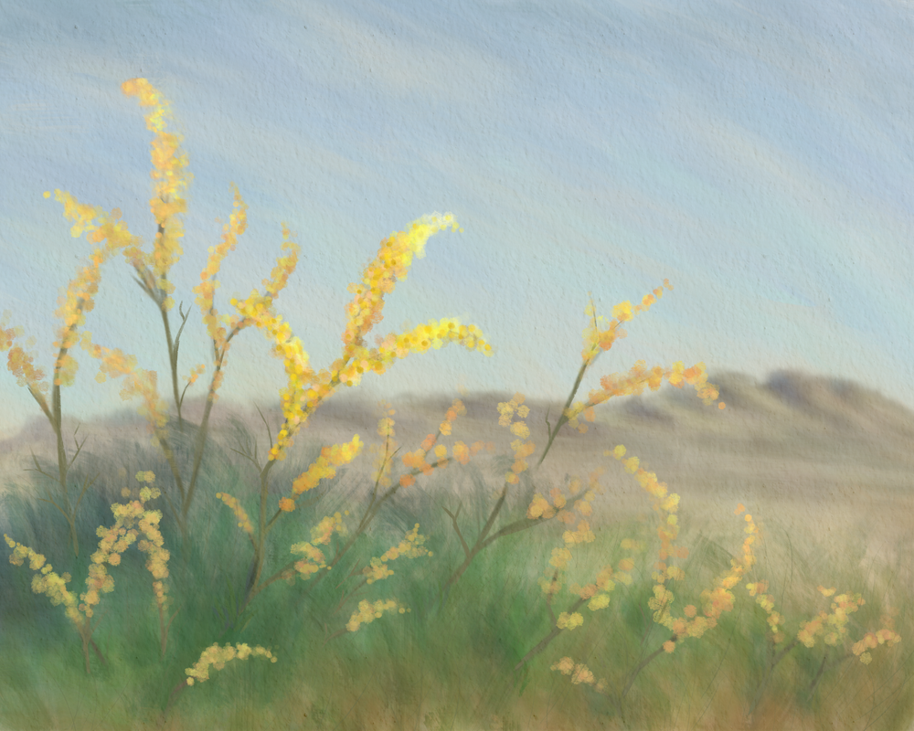 Palo Verde Blossom Desert Wall Art | Contemporary Fine Art Print