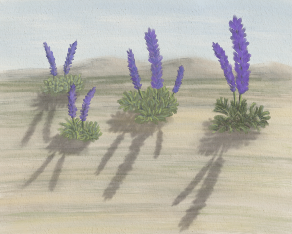 Three Lupines in Quiet Conversation – Desert Wildflower Wall Art | Southwest Botanical Art