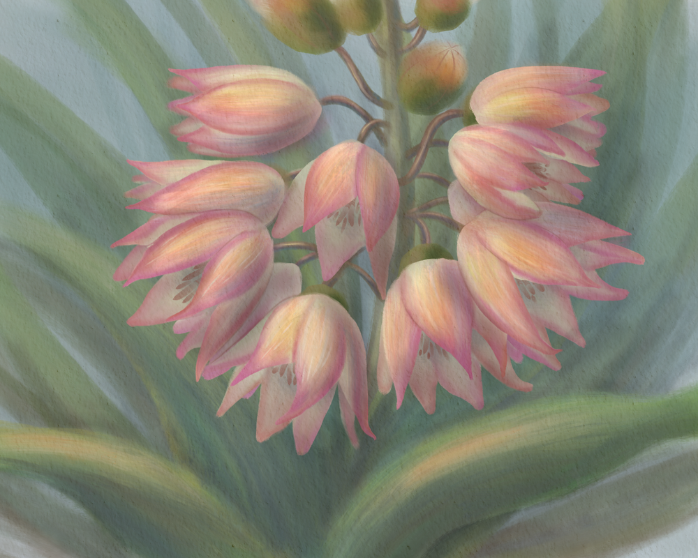 Yucca Blossom Desert Wall Art | Contemporary Fine Art Print