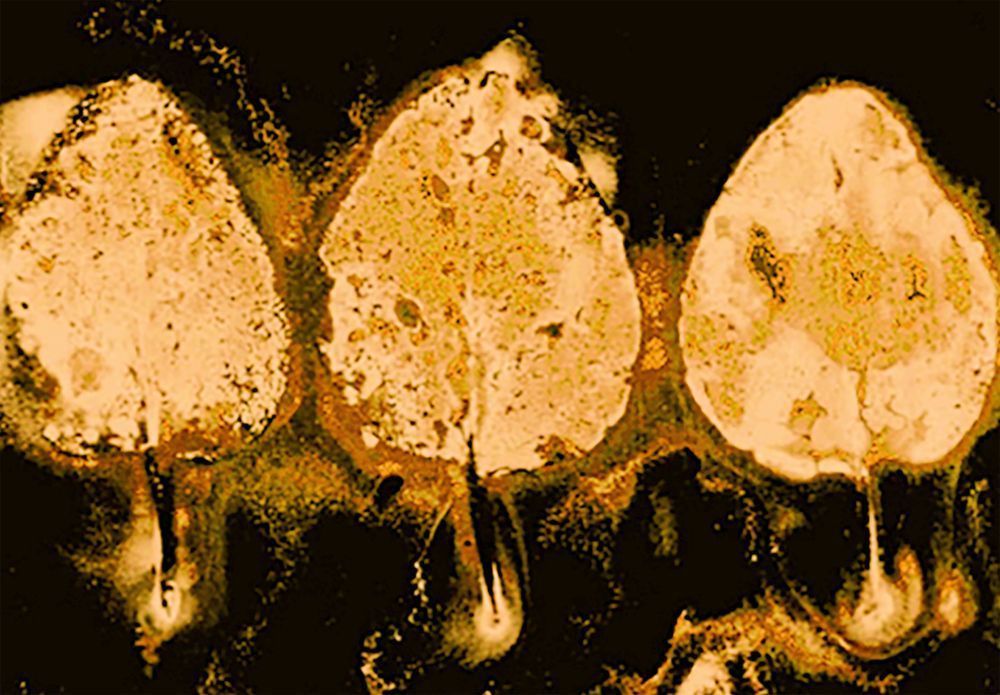 4 Aspen Trio Jeanne Duncan Gold.Jpg Art | Debbie Alley