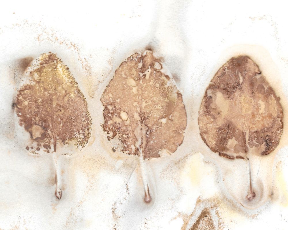 Shop warm and natural art prints by Debbie Alley