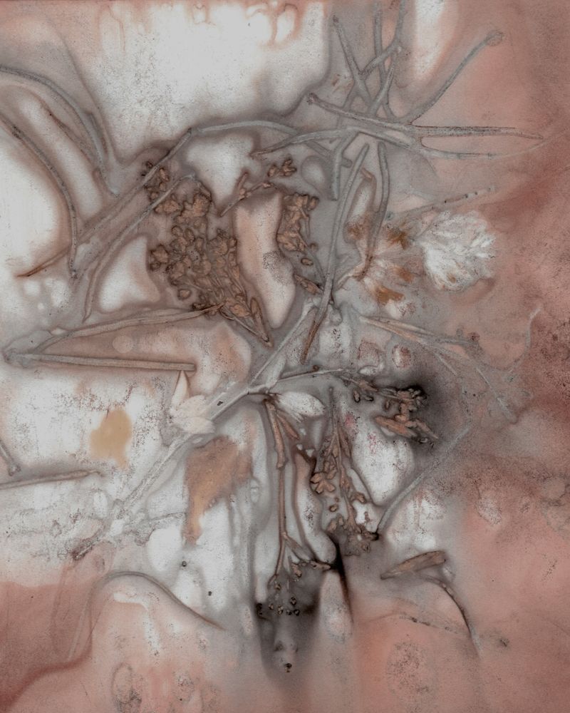 Shop pink colored botanical prints by Debbie Alley