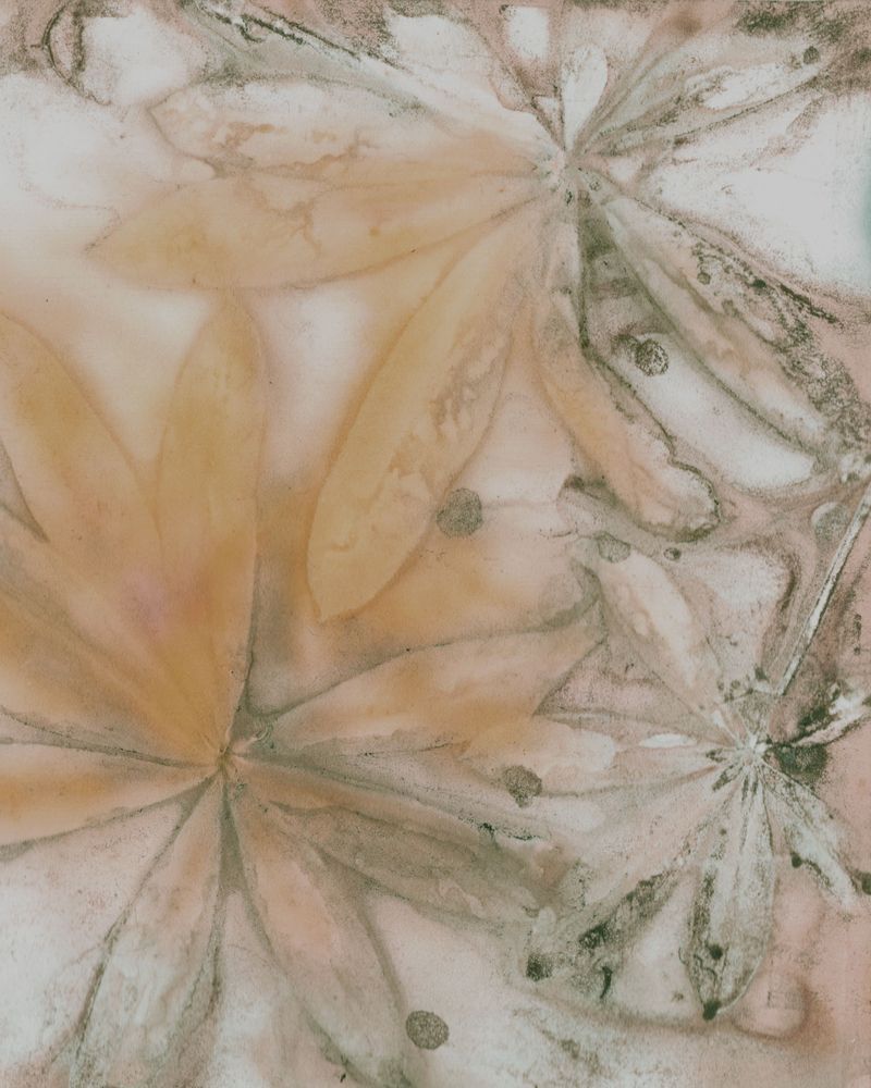 Shop Beautiful and Natural Art Prints by Debbie Alley 