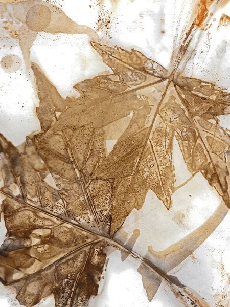 Botanical Prints