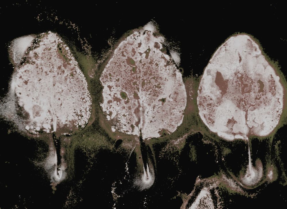 Shop Natural Prints for your Interiors by Debbie Alley