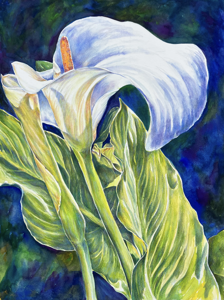 White Calla Art | Eileen Baumeister McIntyre Fine Art