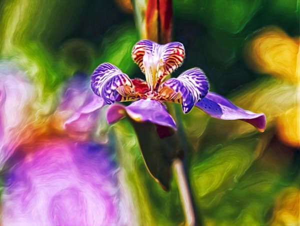 Iris Versicolor (2016)