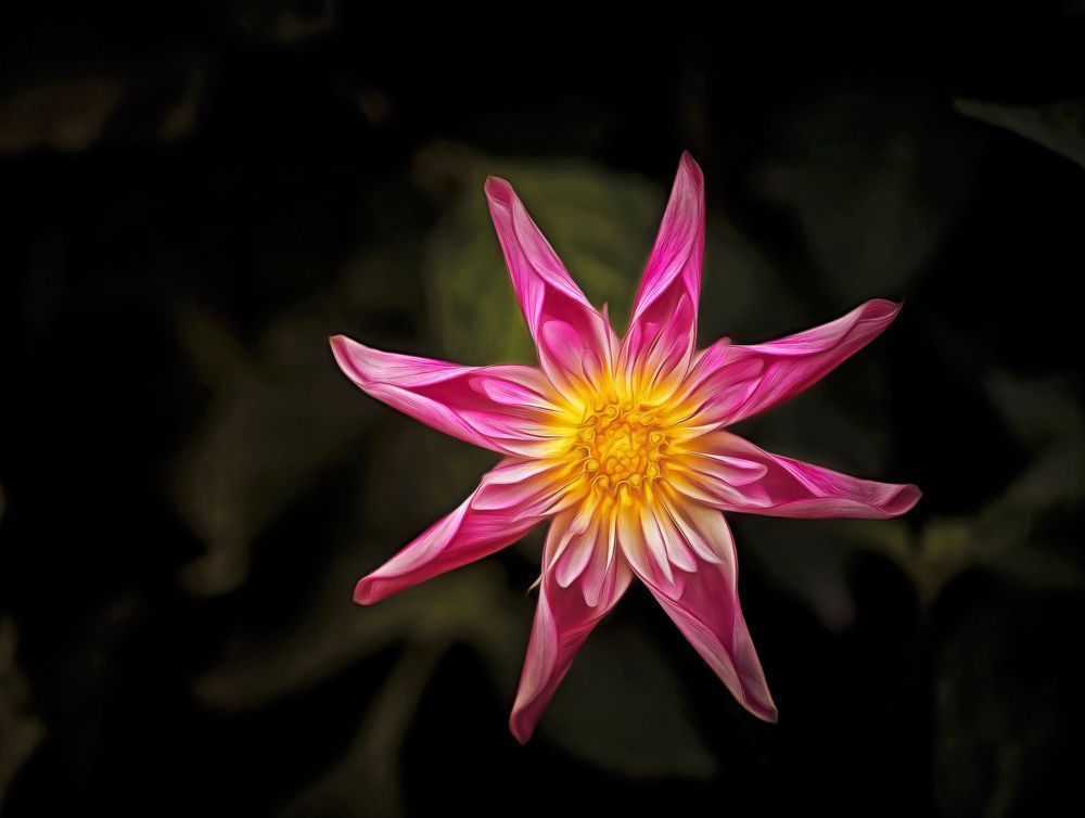 Star Flower (2022)
