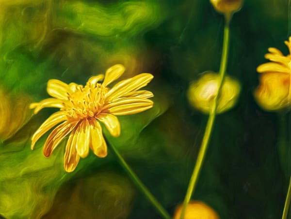 Sunbeaming (2016)