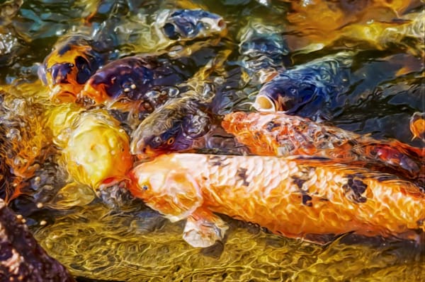 Sunlight Koi (2012)