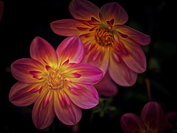Sorella Fiori (2023)