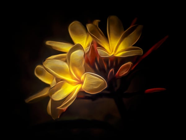 Luce delle Plumerie Gialle (2023)