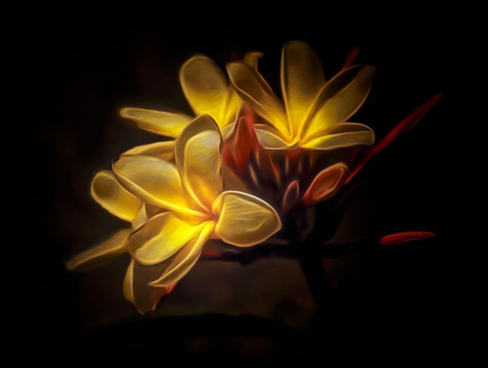 Luce delle Plumerie Gialle (2023)