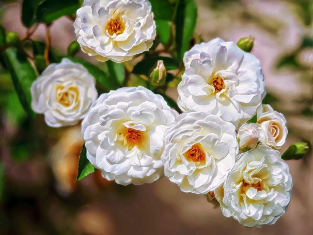 Wild Roses (2015)