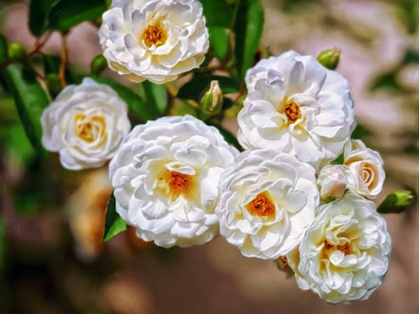 Wild Roses (2015)
