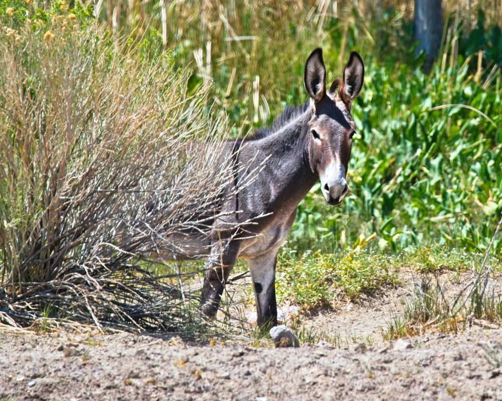 Curious Burro Photography Art | On The Wall Photo