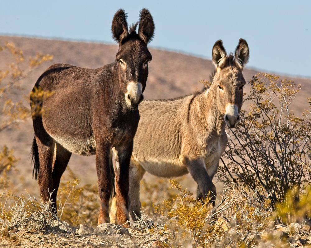 Burro Couple Photography Art | On The Wall Photo
