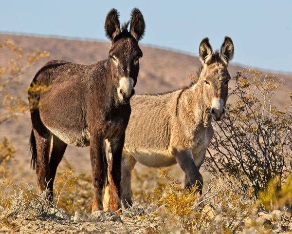 Burro Couple Photography Art | On The Wall Photo