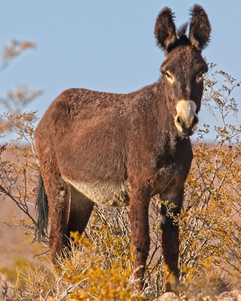 Wild Burro Photography Art | On The Wall Photo