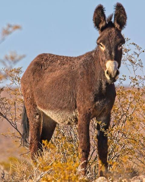 Wild Burro Photography Art | On The Wall Photo