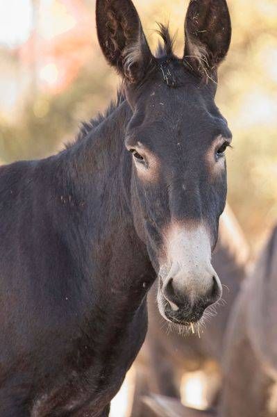 Wild Burro Face Photography Art | On The Wall Photo