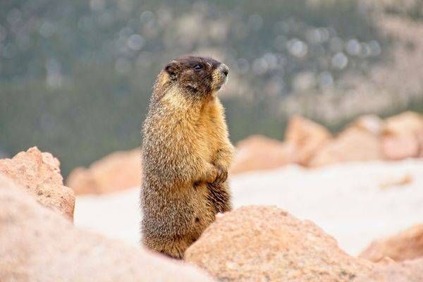 Marmot Photography Art | On The Wall Photo