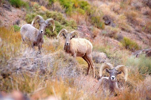 Bighorn Sheep Photography Art | On The Wall Photo