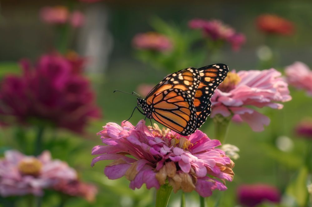 Butterfy #4
