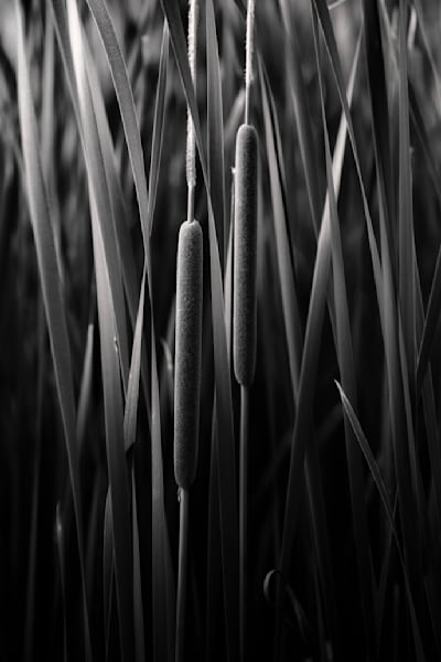 Cattails