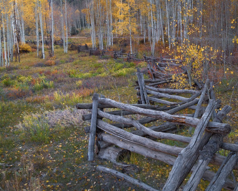 Colors of Fall