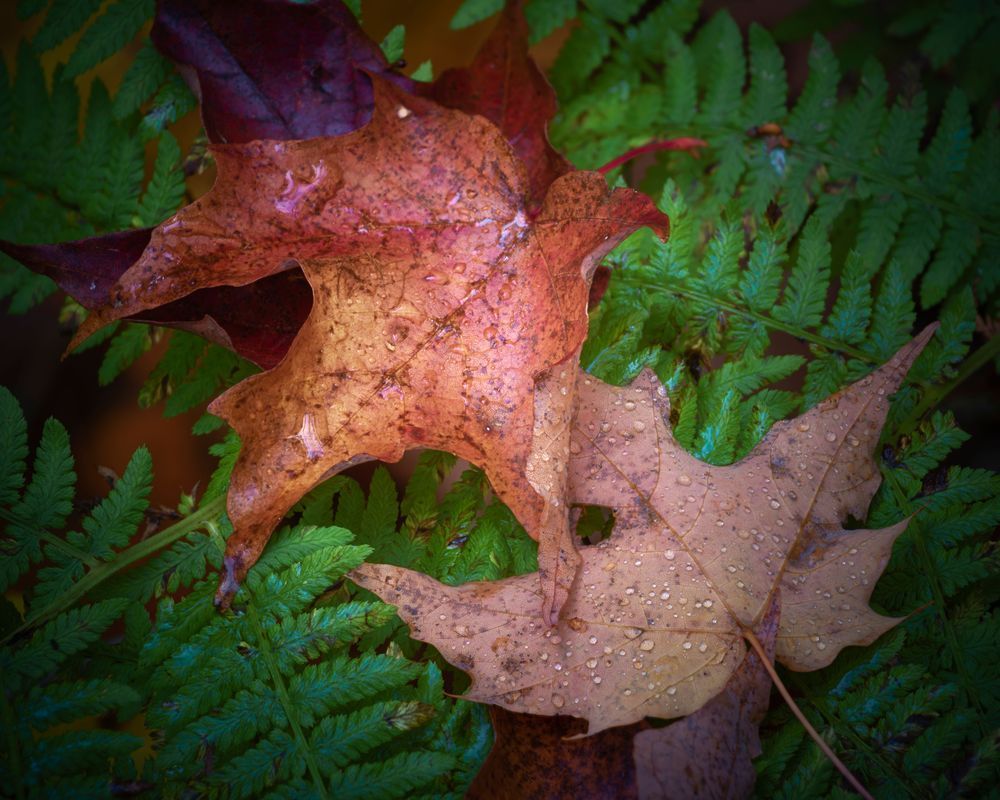 Contrasting Colors