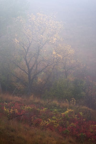 Fall Mist