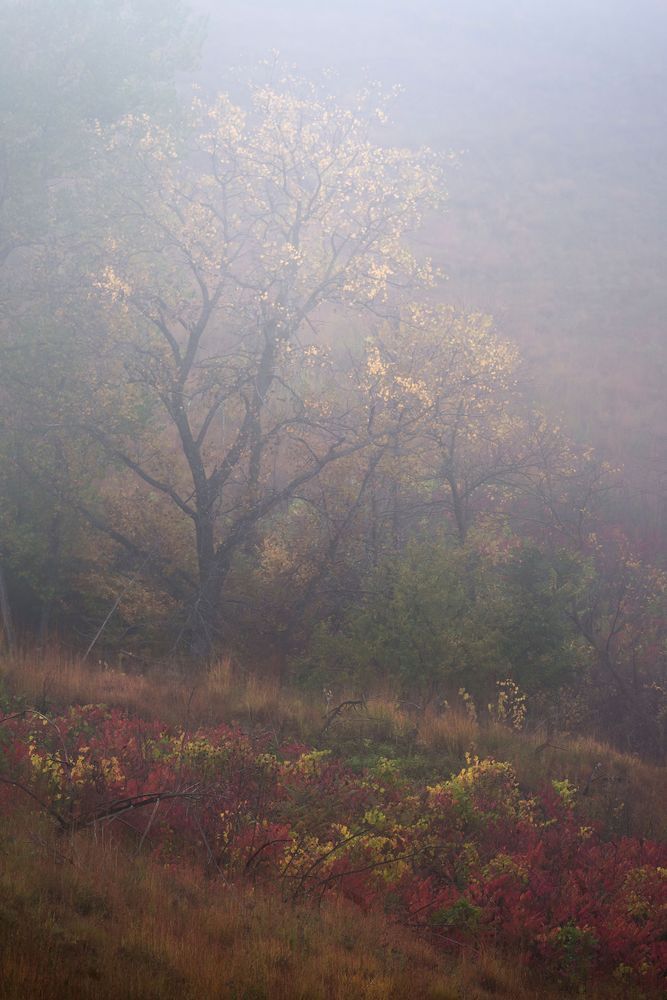 Fall Mist