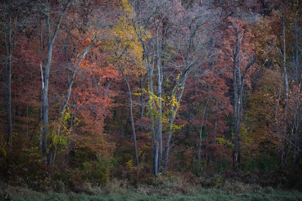 Fall Kaleidoscope