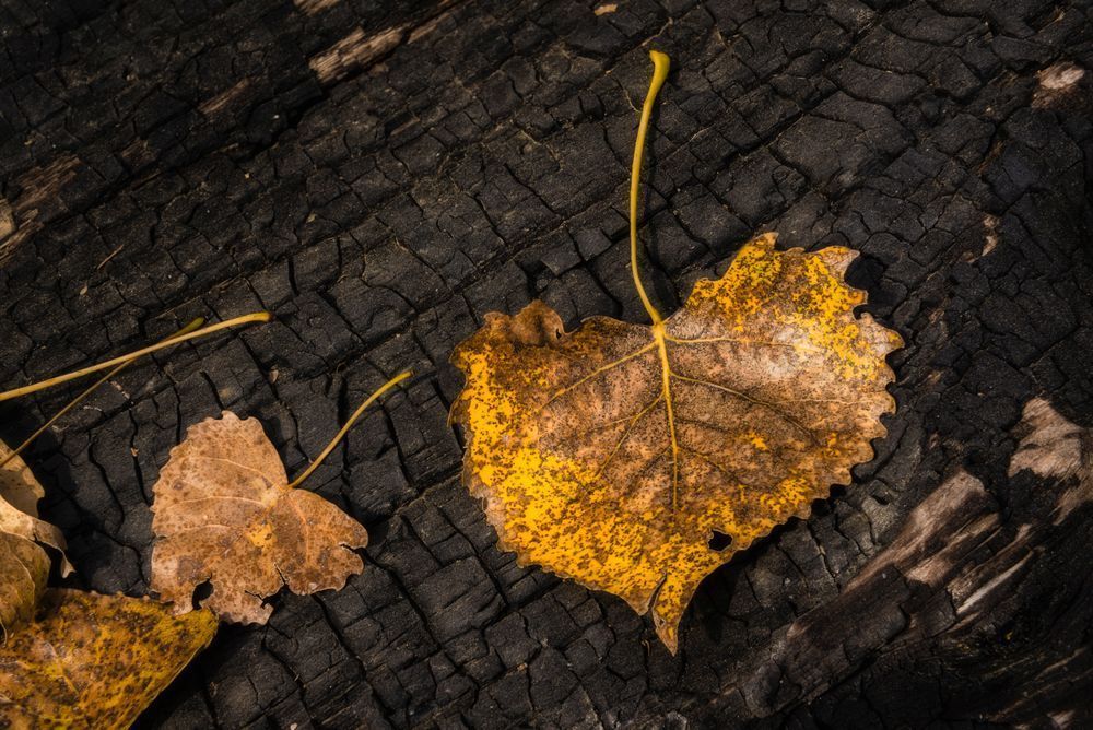 Gold Leaf On Burnt Log
