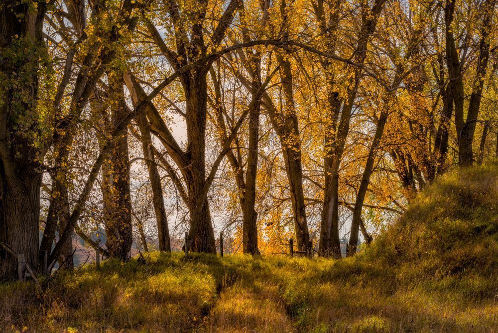 Golden Gateway