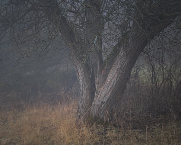 Deep-Rooted Foundation