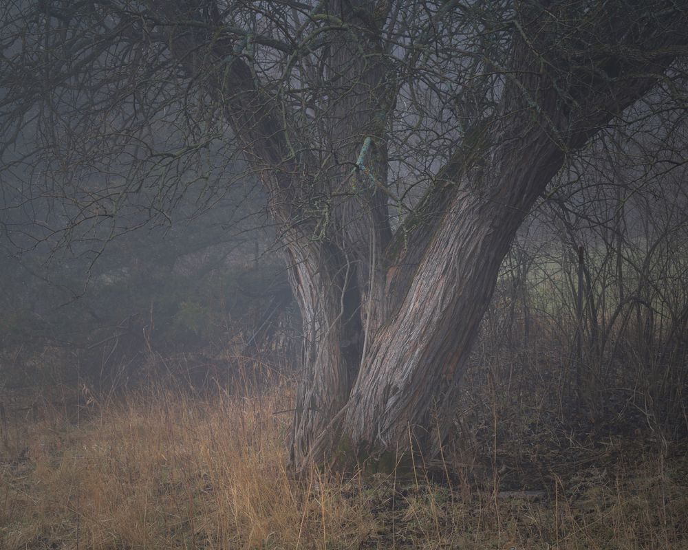 Deep-Rooted Foundation